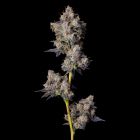 Cherry Zolato Feminized Cannabis Seeds by Cookies 