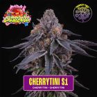 Cherry Tini S1 Feminized Seeds by Perfect Tree 