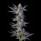 Runtz Carlton Compound Genetics Feminized Cannabis Seeds