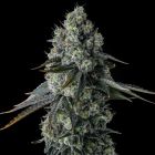 Chem 51 Compound Genetics Feminized Cannabis Seeds