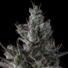  Guwop Green Compound Genetics Feminized Cannabis Seeds