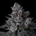 Old Money Compound Genetics Feminized Cannabis Seeds