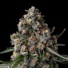 Versace Sour Compound Genetics Feminized Cannabis Seeds