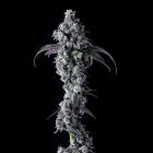 UK Riot Female Cannabis Seeds By Compound Genetics