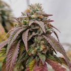 Chronic's Kush F2 Regular Cannabis Seeds Conscious Genetics