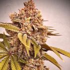 Exodus Fumez Regular Cannabis Seeds Conscious Genetics