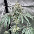 Gas Dropz Regular Cannabis Seeds Conscious Genetics