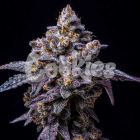 Hollywood Female Cannabis Seeds by Cookies 