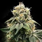 C.T.S aka Chocolate Truffle Shuffle Feminized Cannabis Seeds by DNA Genetics