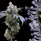 Dirty Diana Feminized Cannabis Seeds by Cookies