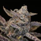 Disappearing Act V2 Auto Seeds Night Owl Seeds