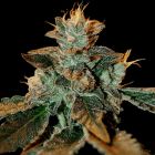 Cataract Kush Female Marijuana Seeds