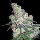 Chocolope Female Cannabis Seeds