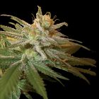 Kushberry Female Marijuana Seeds