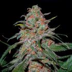 Lemon Skunk Female Weed Seeds