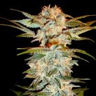 Stacked OG Kush Marijuana Seeds