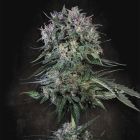 Doppler Feminized Cannabis Seeds Paradise Seeds