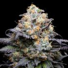 Double Sherb Feminized Cannabis Seeds by Cookies