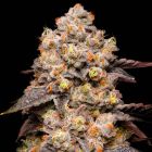 Dried Fruit Feminized Cannabis Seeds by Cookies 