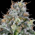 Easy Money Feminized Cannabis Seeds by Grounded Genetics