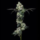 Elephant Trunk Feminized Cannabis Seeds by Cookies