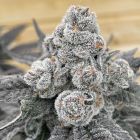 Strawberry Gummies Feminized Cannabis Seeds by Grounded Genetics