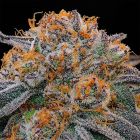 Tropical Limez Grounded Genetics Feminized Cannabis Seeds