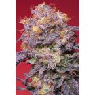 Zerberry Feminized Cannabis Seeds by Grounded Genetics