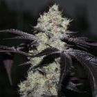 Zwisher Grounded Genetics Feminized Cannabis Seeds