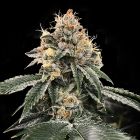 HG23 aka Michael Jordan Feminized Cannabis Seeds DNA Genetics