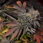 Cherry Dawgpound Feminised Cannabis Seeds by Holy Smoke Seeds