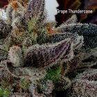 Grape ThunderCane Feminized Cannabis Seeds by Holy Smoke Seeds