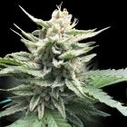 Honey Banana S1 Feminized Cannabis Seeds by DNA Genetics