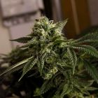 O.D.B (Old Dirty Biker) aka Cheesy Rider Regular Cannabis Seeds by Karma Genetics