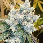 Hayabusa OG Regular Cannabis Seeds by Karma Genetics