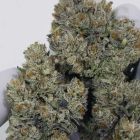 Sweatband OG Regular Cannabis Seeds by Karma Genetics