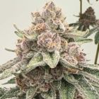 Lane 8 Feminized Cannabis Seeds by Mosca Seeds 