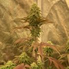 Lemon ZiZi LTD Regular Cannabis Seeds by Karma Genetics