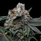 Mango Z x Hollywood Feminized Cannabis Seeds by Cookies