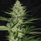 MelonSicle Feminized Cannabis Seeds by T.H.Seeds (Bastards Line)