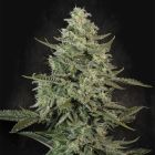  Mendo Crème Feminized Cannabis Seeds Paradise Seeds