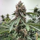 Pink Animal Crackers Feminized Cannabis Seeds by Mosca Seeds 