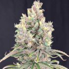 MarVista Feminized Cannabis Seeds by Mosca Seeds 