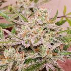 Spotless Mind Auto Seeds Night Owl Seeds