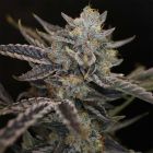 Strawberry Safari V2 Auto Seeds Night Owl Seeds