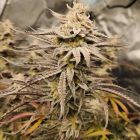 Queens Banner Autoflowering Cannabis Seeds by Night Owl Seeds