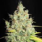 Nord Stream Gas Regular Cannabis Seeds Ultra Genetics