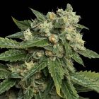 OG 18 Female Weed Seeds by DNA Genetics