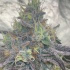 Paloma Feminized Cannabis Seeds The Plug Seedbank 