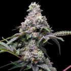 Papaya x Hollywood Feminized Cannabis Seeds by Cookies